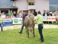 Jubiläumsausstellung - 100 Jahre Braunviehzuchtverein
