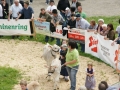 Jubiläumsausstellung - 100 Jahre Braunviehzuchtverein