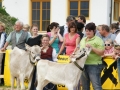 Jubiläumsausstellung - 100 Jahre Braunviehzuchtverein