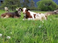 Der Almsommer rückt in greifbare Nähe