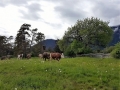 Der Almsommer rückt in greifbare Nähe