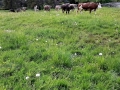 Der Almsommer rückt in greifbare Nähe