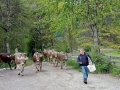 Der Almsommer rückt in greifbare Nähe