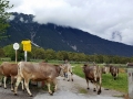 Der Almsommer rückt in greifbare Nähe