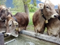 Der Almsommer rückt in greifbare Nähe