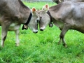 Der Almsommer rückt in greifbare Nähe