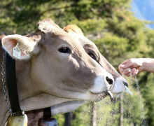Bauern der 4. Generation – Wohnen und Arbeiten am Berg