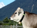 Charakter der Kuh