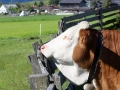Charakter der Kuh