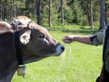 Charakter der Kuh
