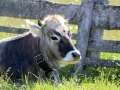 Charakter der Kuh_099