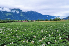 Die ersten Frühen werden geerntet