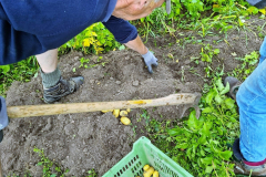 Die ersten Frühen werden geerntet