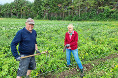 Die ersten Frühen werden geerntet