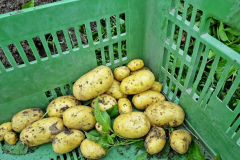 Die ersten Frühen werden geerntet