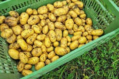 Die ersten Frühen werden geerntet