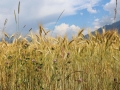 Neuer Offenstall – “Unsere Kälber sollen gesund aufwachsen”