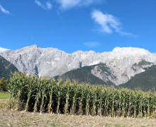 Frühkartoffeln – Erntefrische Bodenschätze aus Mieming
