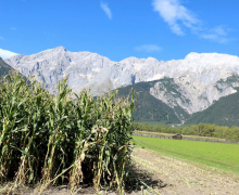 Frühkartoffeln – Erntefrische Bodenschätze aus Mieming