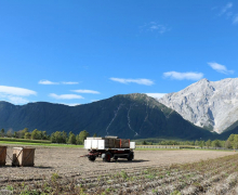 Frühkartoffeln – Erntefrische Bodenschätze aus Mieming