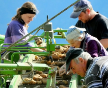 Frühkartoffeln – Erntefrische Bodenschätze aus Mieming