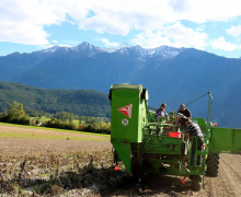 Frühkartoffeln – Erntefrische Bodenschätze aus Mieming