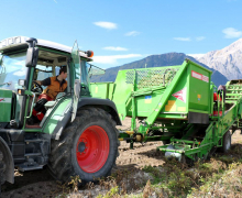 Frühkartoffeln – Erntefrische Bodenschätze aus Mieming