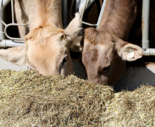 Frühkartoffeln – Erntefrische Bodenschätze aus Mieming