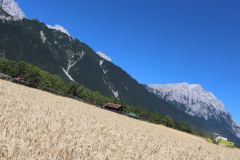 Getreide für eine gesunde Milch