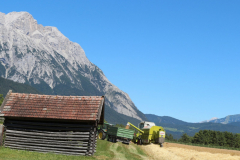 Getreide für eine gesunde Milch