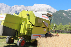 Getreide für eine gesunde Milch