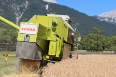 Getreide für eine gesunde Milch