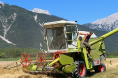 Getreide für eine gesunde Milch