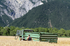 Getreide für eine gesunde Milch
