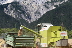 Getreide für eine gesunde Milch