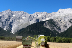 Getreide für eine gesunde Milch