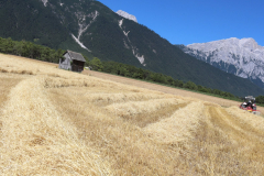 Getreide für eine gesunde Milch
