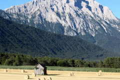 Getreide für eine gesunde Milch