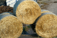 Getreide für eine gesunde Milch