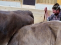 offenstall-tag-eins_002