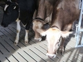offenstall-tag-eins_004