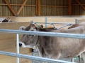 offenstall-tag-eins_011