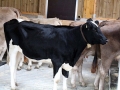 offenstall-tag-eins_012