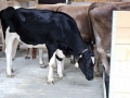 offenstall-tag-eins_013