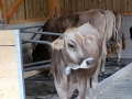 offenstall-tag-eins_014