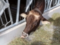 offenstall-tag-eins_021