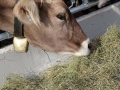 offenstall-tag-eins_023