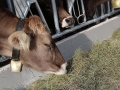offenstall-tag-eins_024