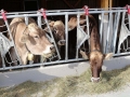 offenstall-tag-eins_033