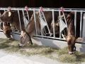 offenstall-tag-eins_037